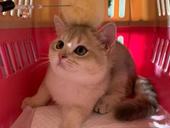 -东方名猫馆·英短金渐层布偶猫舍(环线广场1号楼店)