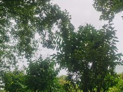 -荔香公园