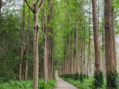 -昆山城市生态森林公园