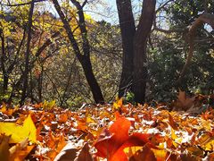 -北京鹫峰国家森林公园