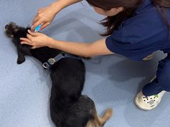-天使宠物医院·犬猫分诊(彩虹店)