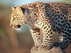 -悦百味·品质川菜(橄榄郡店)