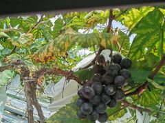 -广东花都香草世界旅游度假区