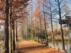 -合肥滨湖国家森林公园