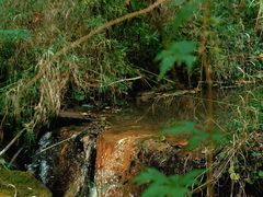 -五营红松林海景区