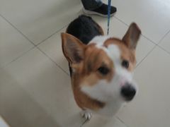 -米苏动物医院·犬猫专科·骨科外科内窥镜