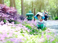 -合肥滨湖国家森林公园