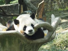 -都江堰中华大熊猫苑