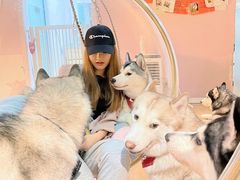 -Husky Go! 哈士奇体验馆·宠物咖啡厅狗咖