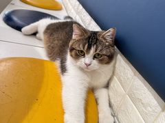 -平行世界·猫咖(首经贸店)