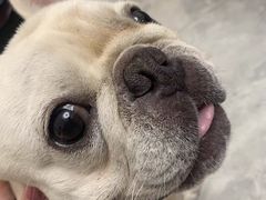 -萌宠之家·腊肠犬·马尔泰·小体犬舍