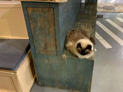 -小时光咖啡馆(开森度假森林店)