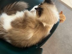 -飞行喵MR PILOT|猫舍·猫咖(静安大融城店)