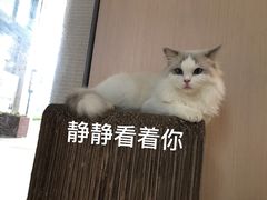 -瞄一喵猫咖(格力海岸店)