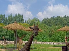 -北京野生动物园