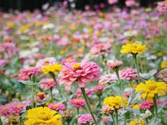 -上海共青森林公园