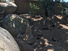 -圣地亚哥动物园