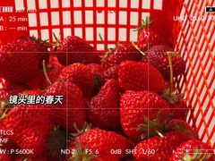 -喜杨洋草莓采摘园