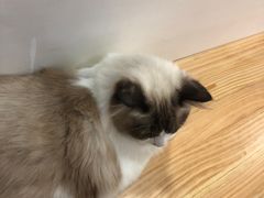 -李小姐の猫咖啡馆(五角场店)