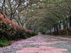 -高东镇樱花园