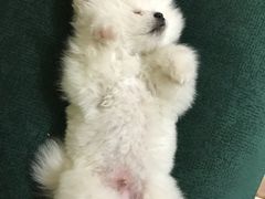 -宠颐生中康贝怡动物医院