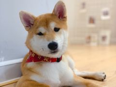 -CHEZ JASMINE 茉莉的氧气厨房