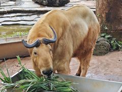 -海南热带野生动植物园