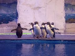 -华夏文旅西安度假区