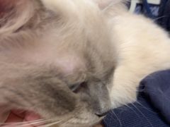 -宠颐生猫科·内科皮肤科(西平世纪城店)