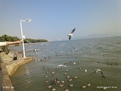 -深圳湾公园(南山区)