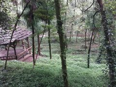 -九寨沟-树正沟