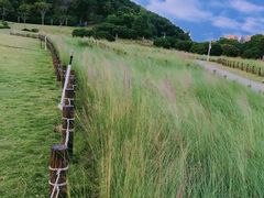 -红花山公园