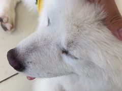 -怪兽屋·羊驼·猫咖·狗咖(俊华广场店)