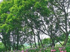 -西湖风景区-江洋畈生态公园