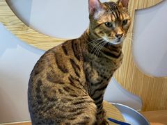 -MOCHA明星猫咖(田子坊店)