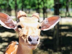 -秦皇岛野生动物园