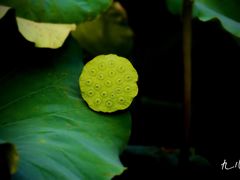 -南通博物苑-崇川人民公园