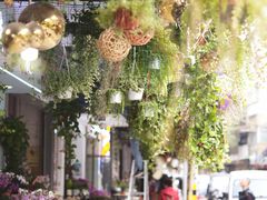 -溪岸路花鸟市场