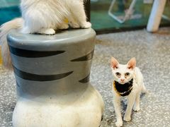 -囡的喵喵酱·萌宠生活馆·宠物洗护美容(胶州路店)