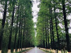 -黄海国家森林公园