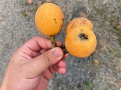 -塘栖枇杷特色园区