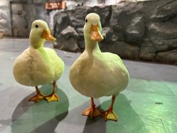 -Zoolung Zoolung动物主题公园(海信广场店)