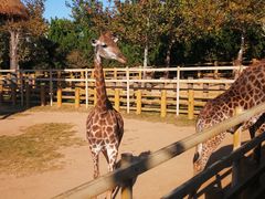 -西霞口神雕山野生动物世界