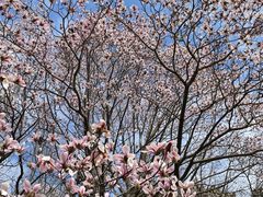 -上海共青森林公园