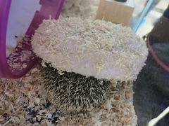 -平行世界·猫咖(首经贸店)