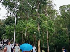-火炉山森林公园