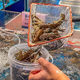 帝王蟹、黄金海胆、波龙……预计下一家自助餐顶流