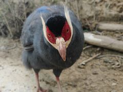 -青藏高原野生动物园