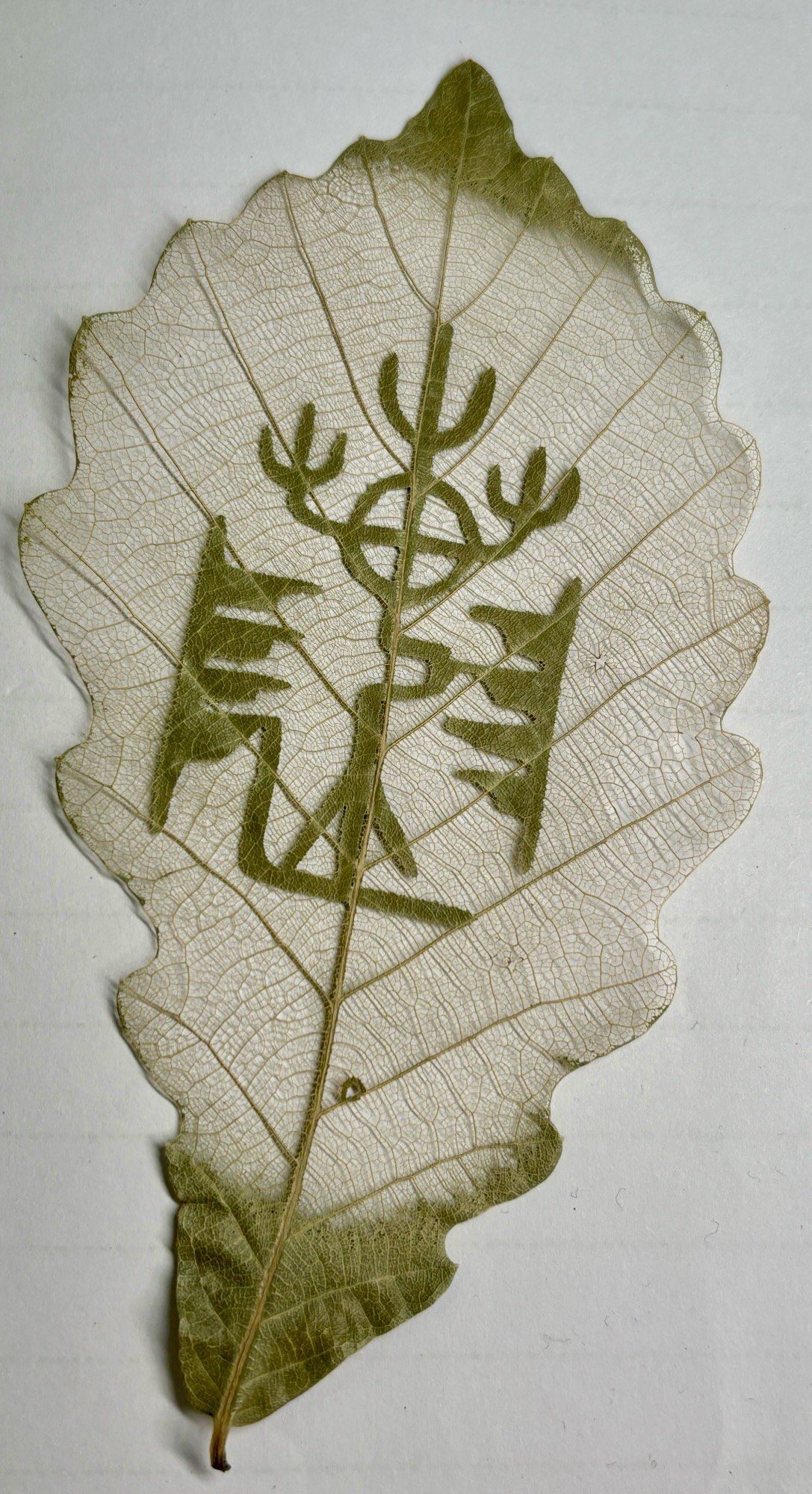 非遗叶脉画:叶脉上的艺术奇迹