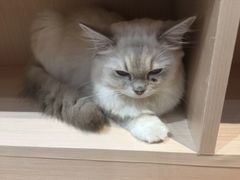 -瞄一喵猫咖(格力海岸店)